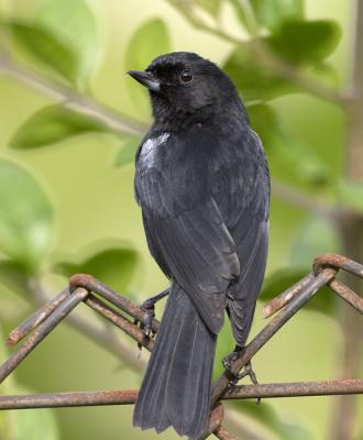 Black Flowerpiercer / Pinchaflor Negro