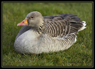 Greylag Goose (Anser anser)