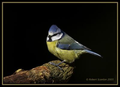 Blue Tit 4