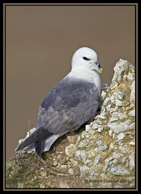 Fulmar 2