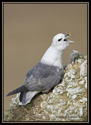 Fulmar 3
