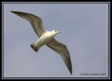 Common Gull (Larus canus)