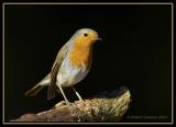 Robin 1