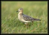 Buff-breasted Sandpiper  1