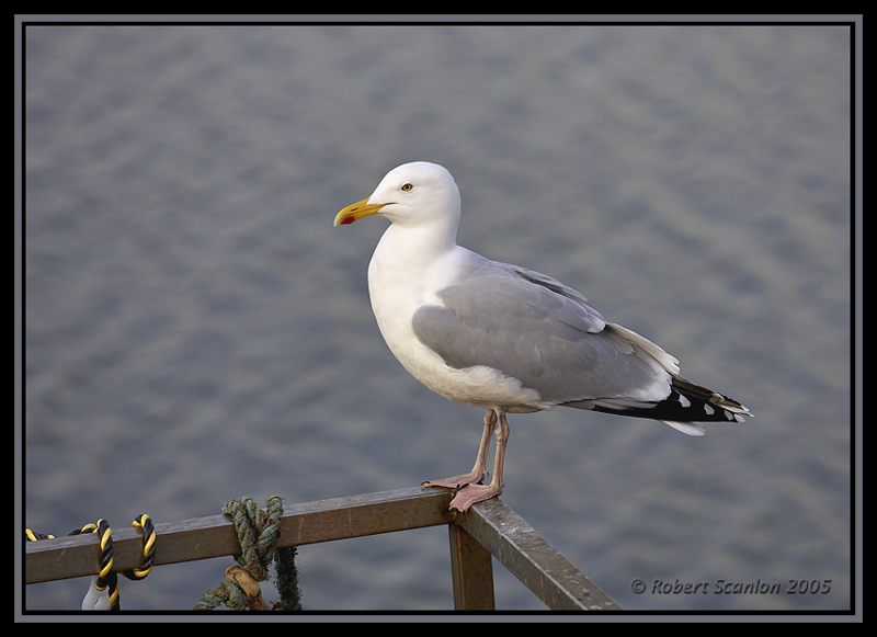 Herring Gull 2