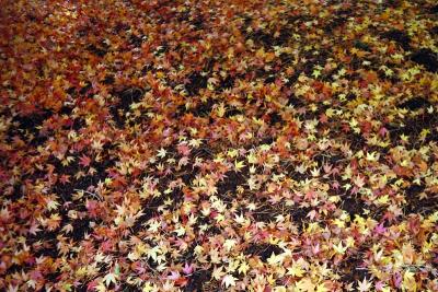 fallen leaves of japanese maple