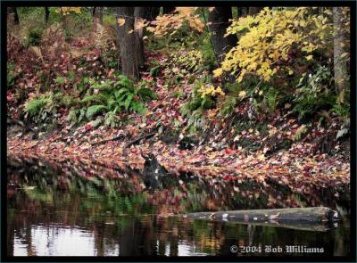 Fall In The Swamp.jpg