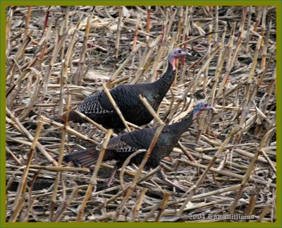 gamebirds