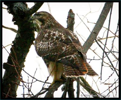 Red-tailed Hawk14.jpg