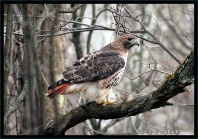 Red-tailed Hawk 11.JPG