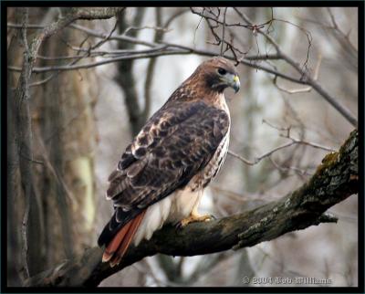 Red-tailed Hawk 50.JPG