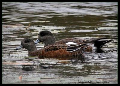 u49/rtw6/medium/36817900.AmericanWigeon.jpg