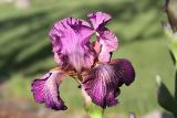 Purple Iris (1199)