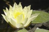 Water Lily (1752)