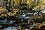 4820-Fall-Forest-2.jpg