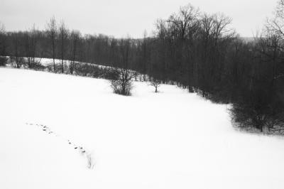 Connecticut Snow 205