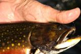 Brook Trout 9752