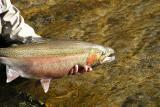 Steelhead 0042