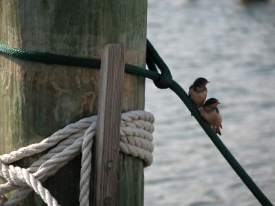 Birds on a rope