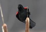 Red-winged Blackbird