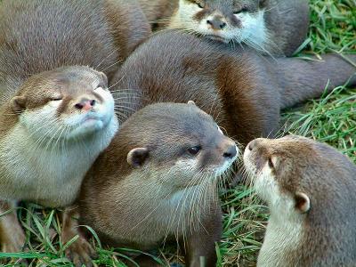 OTTERS & BABIES