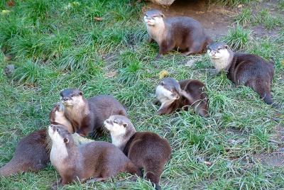 Chester Zoo