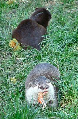 Chester Zoo