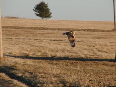 Short-Eared Owls