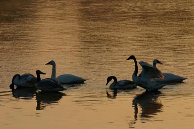 Trumpeter Swan