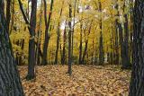 Minnesota Autumn