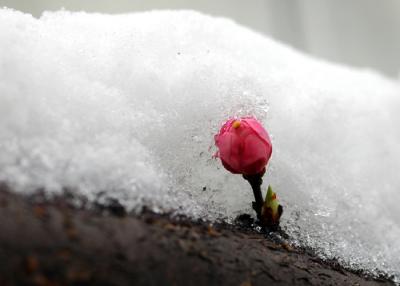 plum flower  in snow