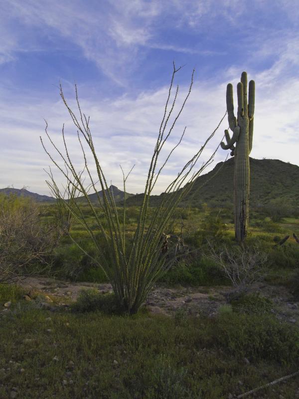 Ocotillo