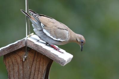 u49/sellbirding/medium/36898462.Dove_Whitewinged8397A.jpg