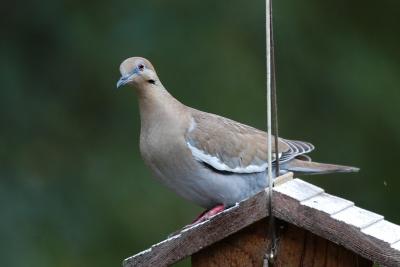 u49/sellbirding/medium/36898464.Dove_Whitewinged8404A.jpg