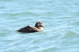 Eider_Common f 7984A.jpg