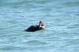 Eider_Common f 8019A.jpg