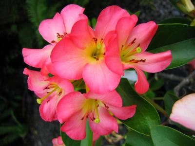 Pink Rhodendrons