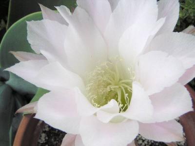 Cactus flower