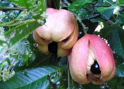 Mature ackee