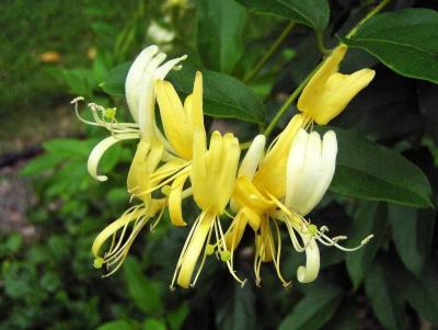 Honeysuckle