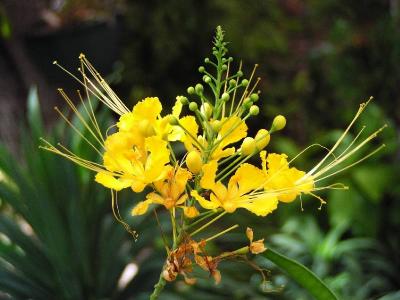 Dwarf yellow poinciana