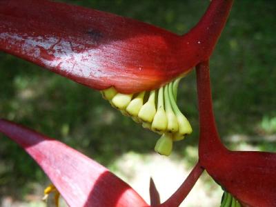 Heliconia flowers