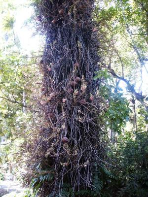 Cannonball tree (Couroupita guianensis)