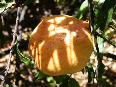 u49/selvin/medium/36728925.Pomegranets.jpg