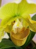 Lady slipper, up close and personal