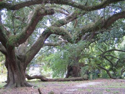Ancient live oaks at City Park