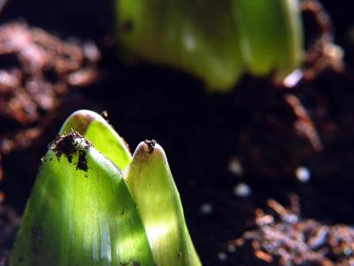 Spring is Springing