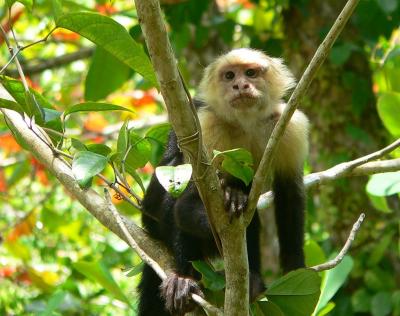 Monkeys of Costa Rica