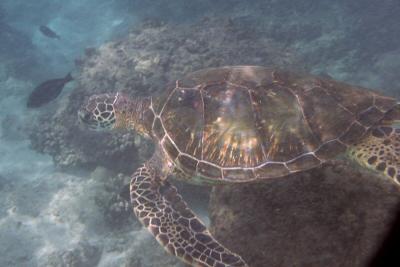 Black Rock Kaanapali Beach - Turtle