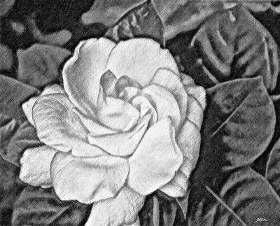 gardenia sketch